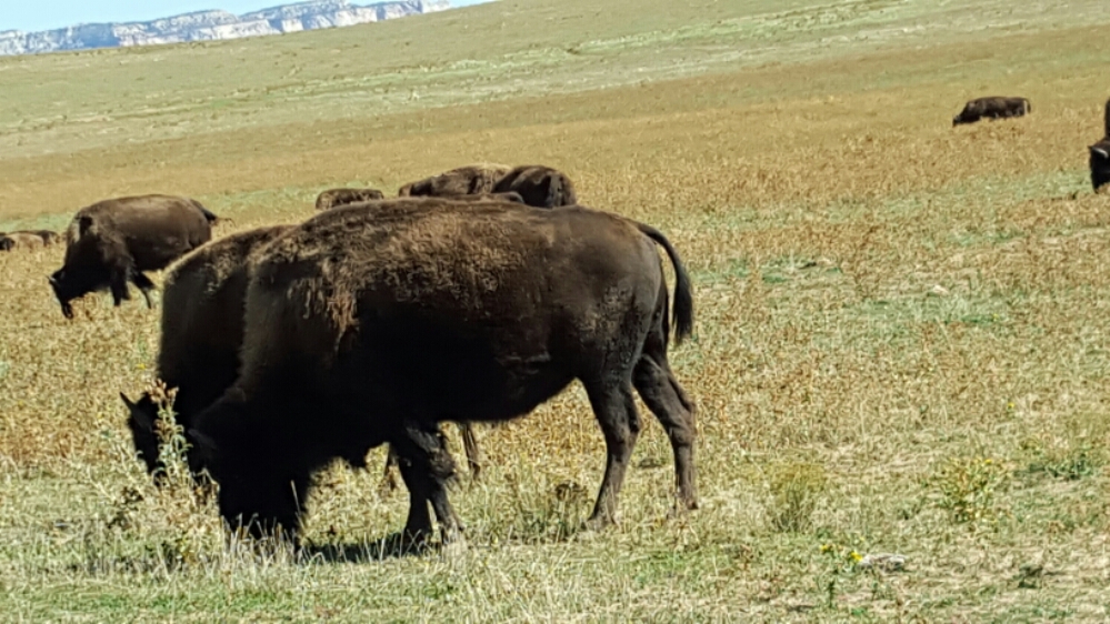 20151011_151515.jpg image