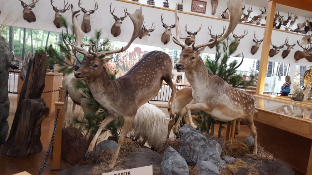 20151012_174100.jpg image